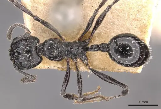 Aphaenogaster pachei specimen