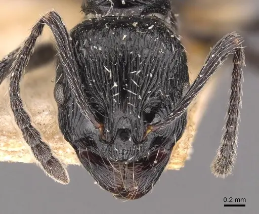Aphaenogaster pachei specimen