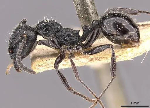 Aphaenogaster pachei specimen