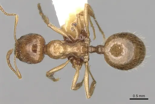 Aphaenogaster pallida specimen