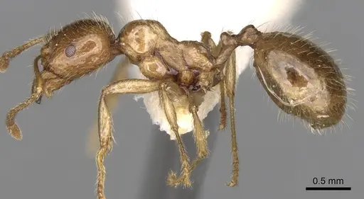 Aphaenogaster pallida specimen