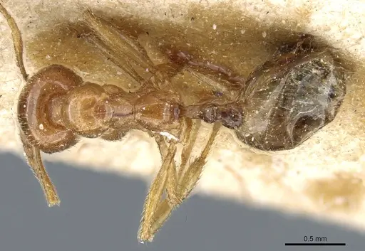 Aphaenogaster pallida - CASENT0904154