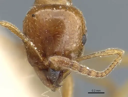 Aphaenogaster pallida - CASENT0904154