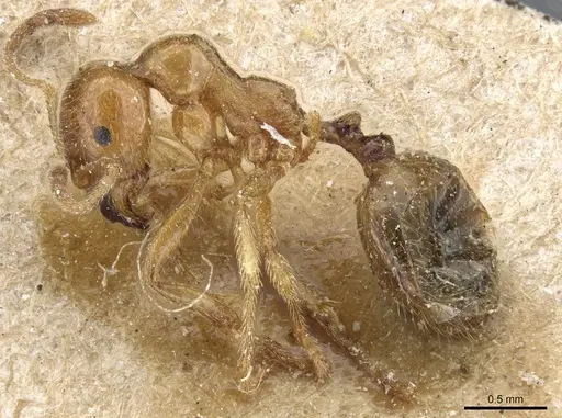 Aphaenogaster pallida - CASENT0904154