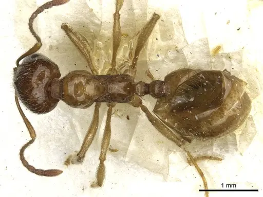 Aphaenogaster pallida - CASENT0913118