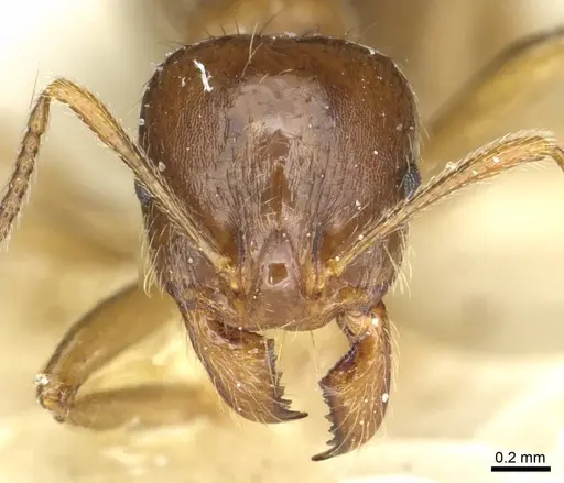 Aphaenogaster pallida - CASENT0913118