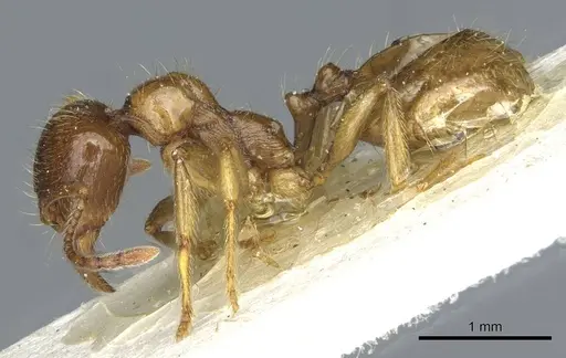 Aphaenogaster pallida - CASENT0913118