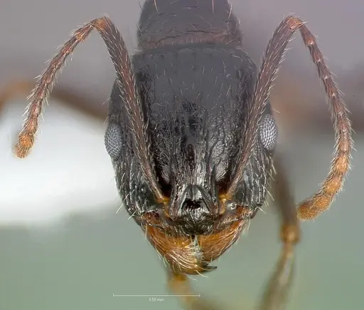 Aphaenogaster patruelis specimen