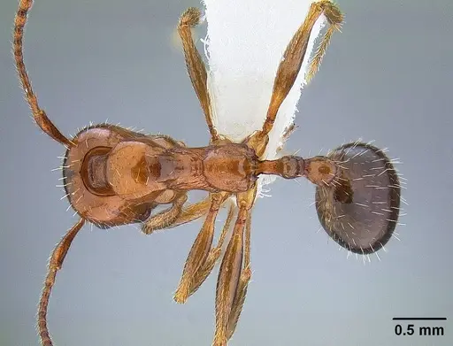 Aphaenogaster patruelis - CASENT0844126