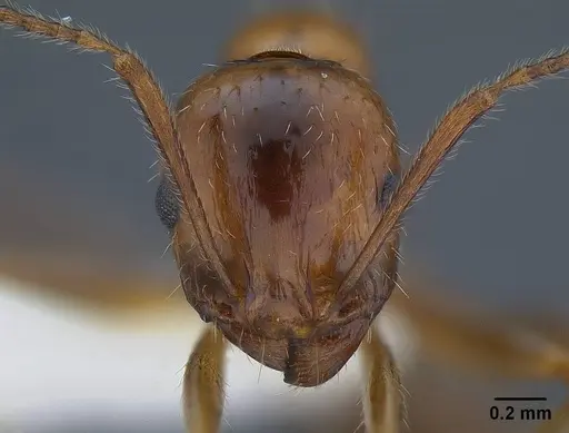 Aphaenogaster patruelis - CASENT0844126
