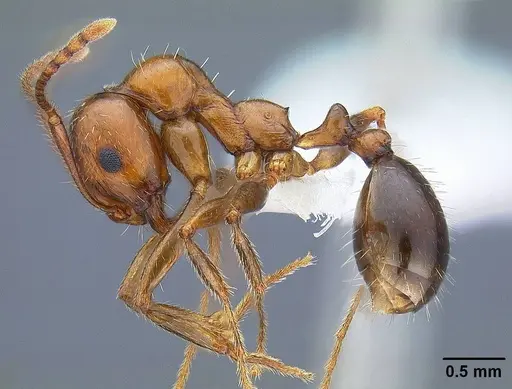 Aphaenogaster patruelis - CASENT0844126