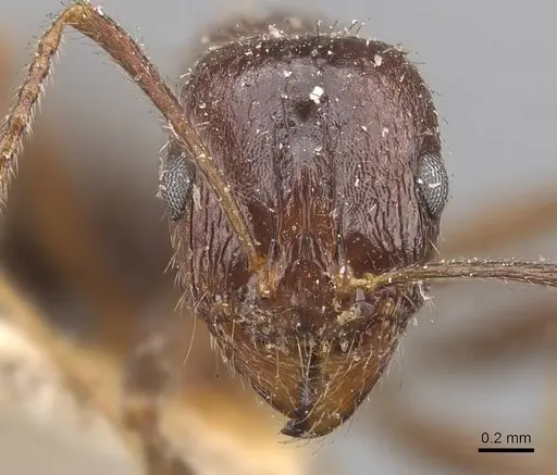 Aphaenogaster patruelis - CASENT0907691