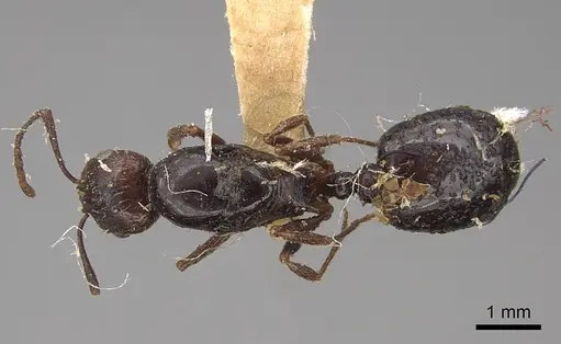 Aphaenogaster patruelis - CASENT0923025