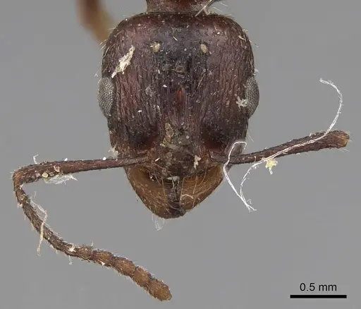 Aphaenogaster patruelis - CASENT0923025