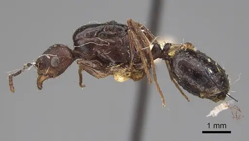 Aphaenogaster patruelis - CASENT0923025