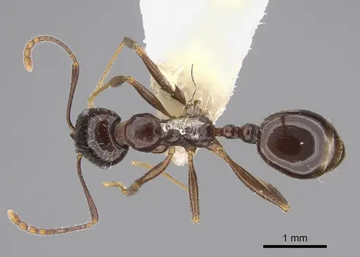 Aphaenogaster patruelis - CASENT0923366
