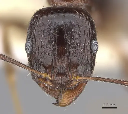 Aphaenogaster patruelis - CASENT0923366