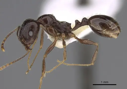 Aphaenogaster patruelis - CASENT0923366