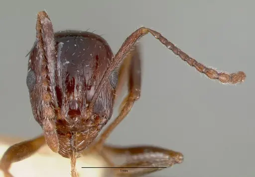 Aphaenogaster patruelis - CASTYPE03684