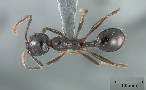 Aphaenogaster patruelis - USNMENT01129589