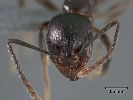 Aphaenogaster patruelis - USNMENT01129589