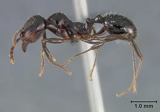 Aphaenogaster patruelis - USNMENT01129589
