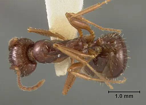 Aphaenogaster patruelis - USNMENT01129594