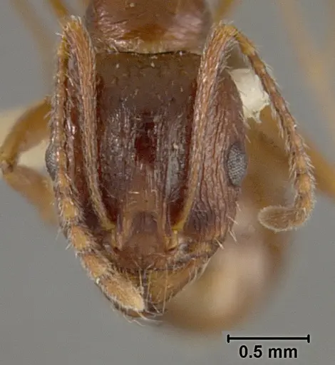 Aphaenogaster patruelis - USNMENT01129594