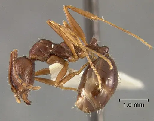 Aphaenogaster patruelis - USNMENT01129594