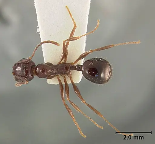Aphaenogaster patruelis - USNMENT01129597