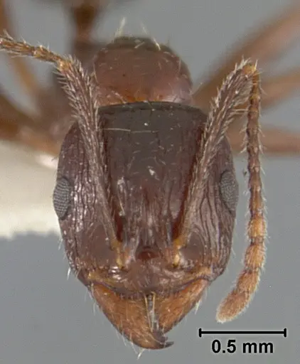 Aphaenogaster patruelis - USNMENT01129597