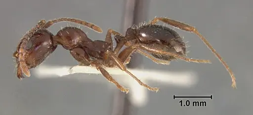 Aphaenogaster patruelis - USNMENT01129597