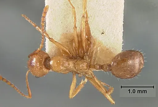 Aphaenogaster patruelis - USNMENT01129598