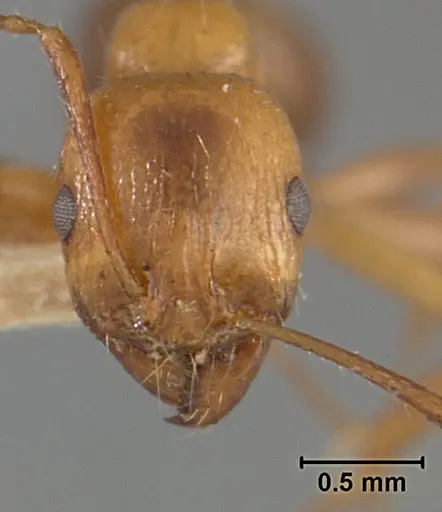 Aphaenogaster patruelis - USNMENT01129598