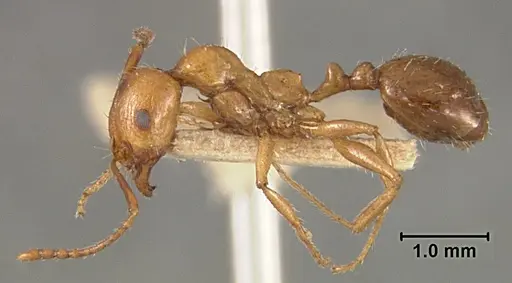 Aphaenogaster patruelis - USNMENT01129598