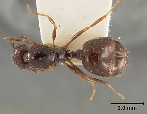 Aphaenogaster patruelis - USNMENT01129599