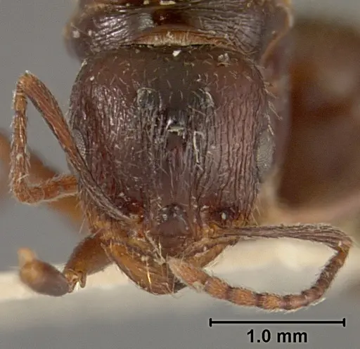 Aphaenogaster patruelis - USNMENT01129599