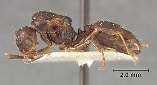 Aphaenogaster patruelis - USNMENT01129599