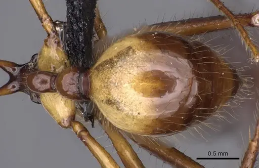 Aphaenogaster perplexa - CASENT0900451