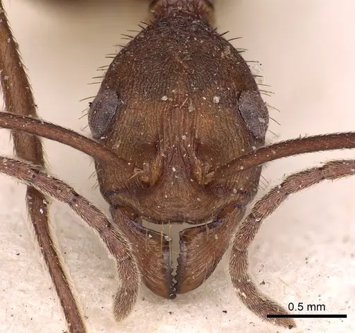 Aphaenogaster phalangium specimen