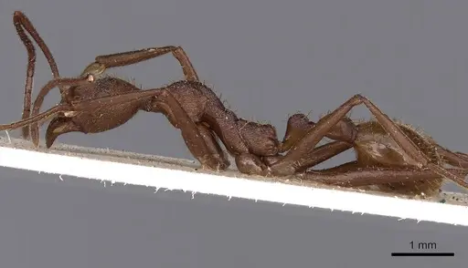 Aphaenogaster phalangium specimen
