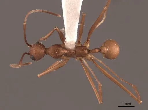 Aphaenogaster phalangium - FMNHINS0000046078