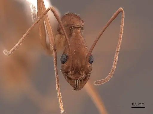 Aphaenogaster phalangium - FMNHINS0000046078