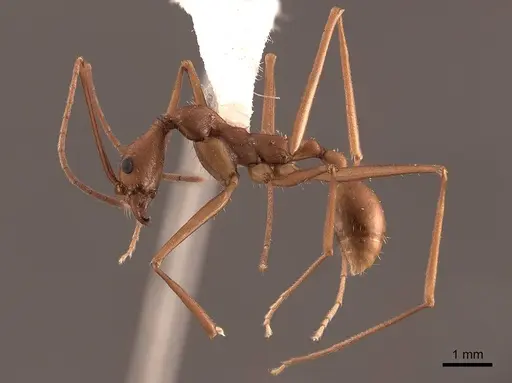 Aphaenogaster phalangium - FMNHINS0000046078