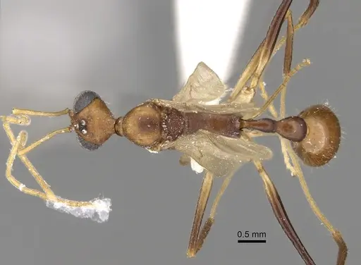 Aphaenogaster phalangium - INBIOCRI001281560