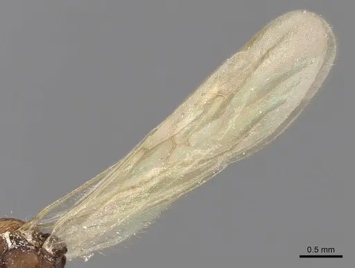 Aphaenogaster phalangium - INBIOCRI001281560