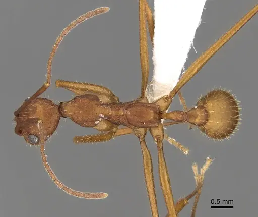 Aphaenogaster phalangium - INBIOCRI001281562