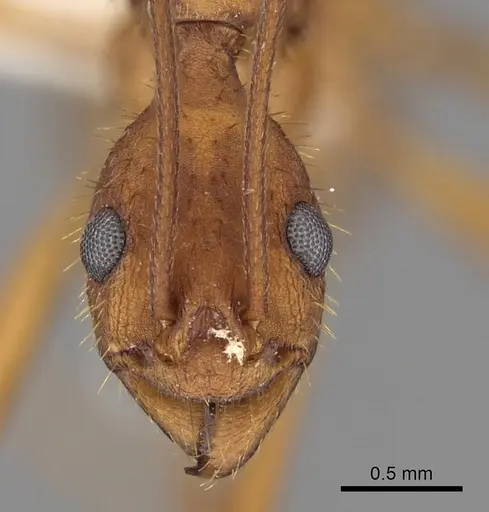 Aphaenogaster phalangium - INBIOCRI001281562