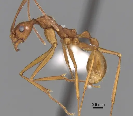 Aphaenogaster phalangium - INBIOCRI001281562