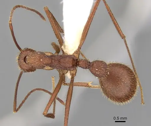 Aphaenogaster phalangium - JTLC000005310